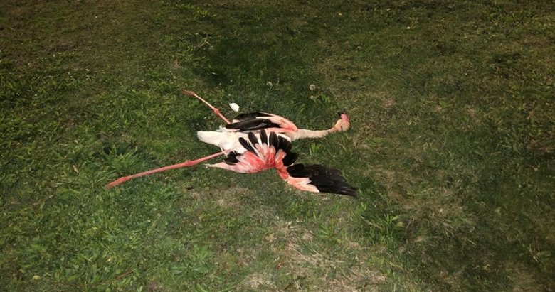 Flamingoların toplu ölümü araştırılıyor