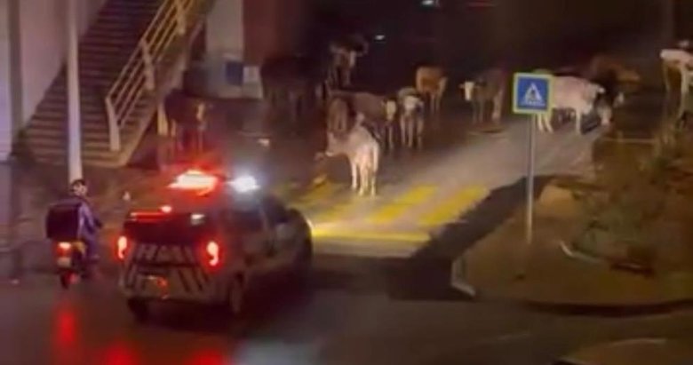 İzmir’de polisten gülümseten anons: İnekler dağılın