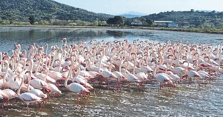 Söke’nin kanatlı misafirleri