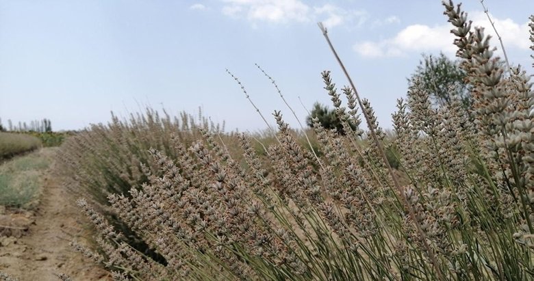 Gelibolu Tarihi Yarımadası’nda lavanta tarlaları görsel şölen oluşturuyor