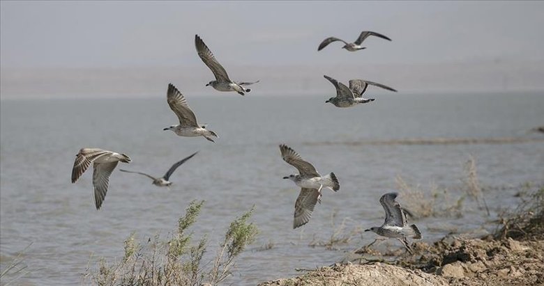 Milleyha Kuş Cenneti için koruma kararı