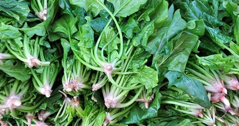 Ispanak, bağırsak kanserinden koruyabilir