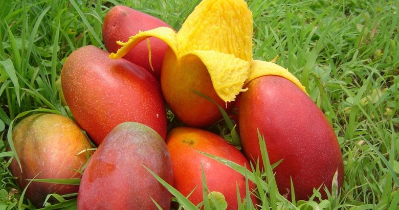 Mango nedir? Mangonun faydaları nelerdir?