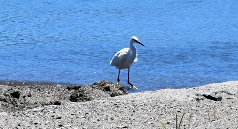 Marmaris plaj ve ana caddesinde şaşırtan görüntü