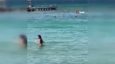 İzmir Çeşme’de denizde yılan paniği