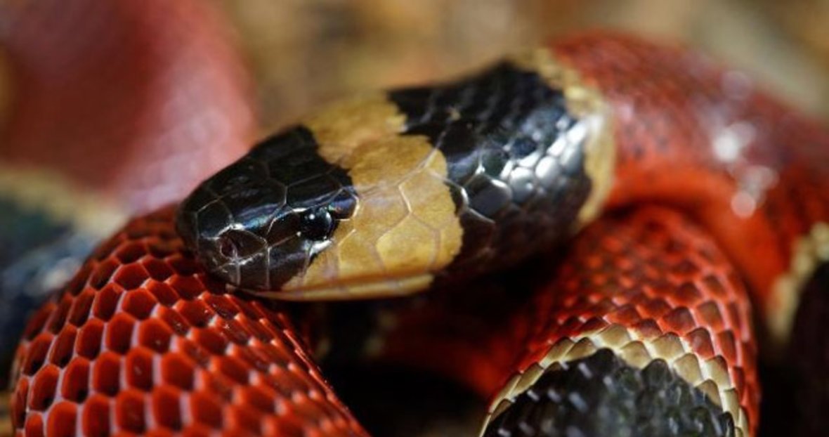 yilan midesi icinde yasayan yeni bir