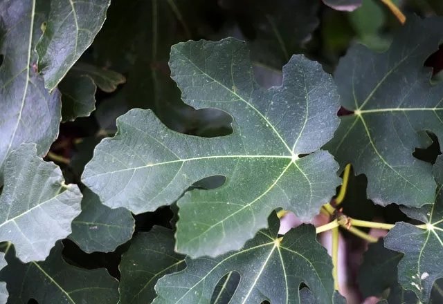 Kaynayan sütün içine atın! O kadar faydalı ki...