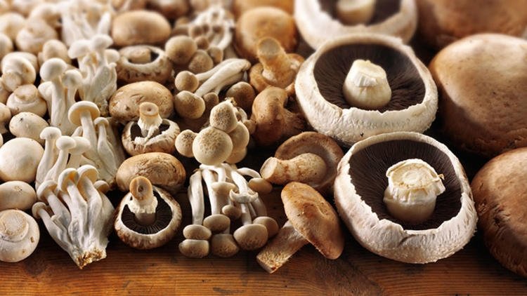 Sağlık Bakanlığı’ndan mantar zehirlenmelerine karşı uyarı