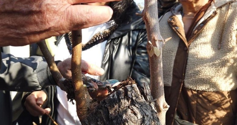 Ağaçlara can geleceğe umut aşıladı