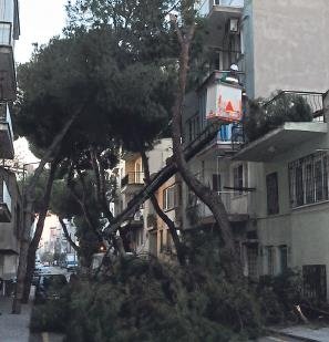 Aydın’da CHP’li belediyeden çevre katliamı
