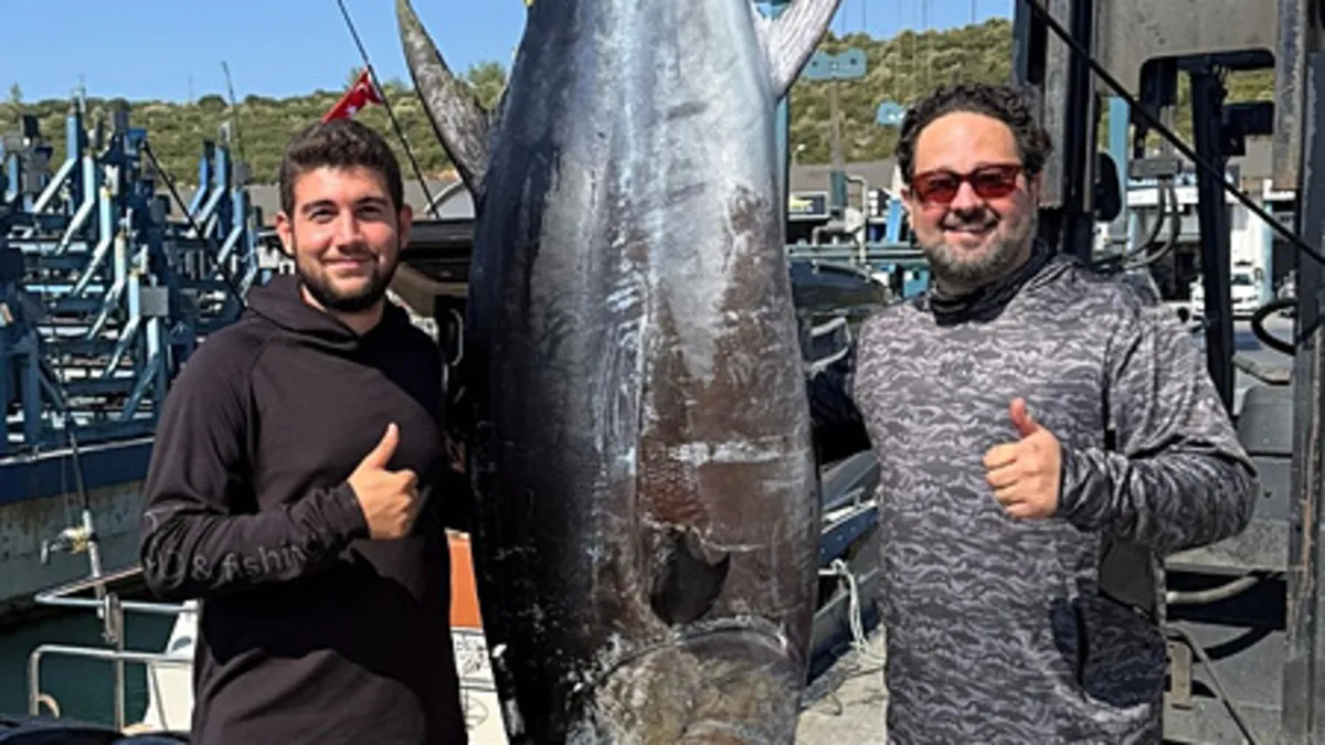 Sığacık açıklarında 2,80 m boyunda ve 260 kg ağırlığında orkinos yakalandı