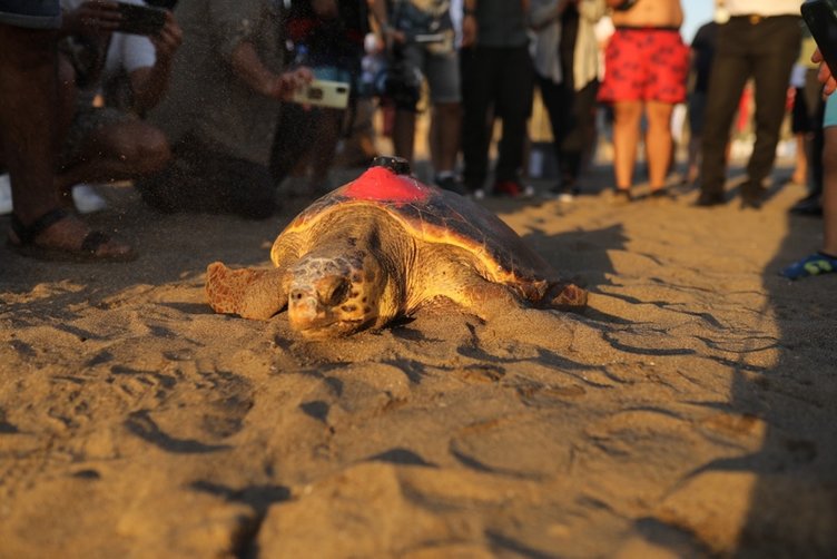 6 milyon kişinin izlediği kaplumbağa Tuba Hırvatistan’a ulaştı