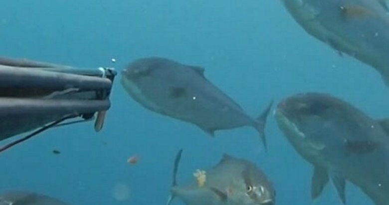 Balık sürüsü ile karşı karşıya geldi! Çanakkale’deki o anlar kamerada