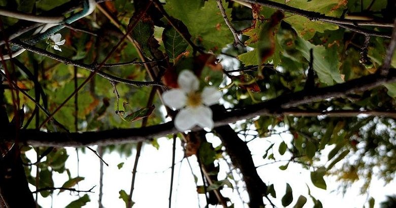 Yalancı bahar erik ağacına çiçek açtırdı