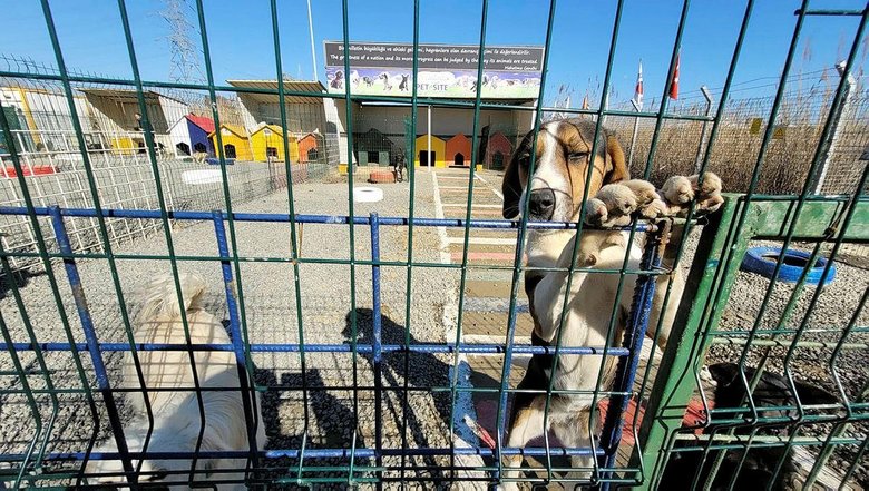 Hayvan dostu köprü! 1915 Çanakkale Köprüsü’ne can dostlar için barınak