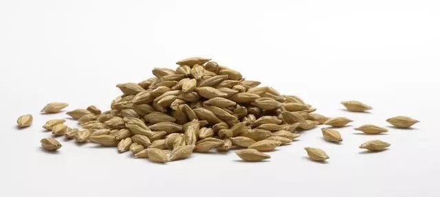 Arpa çayının faydaları nelerdir? Arpa çayı nasıl hazırlanır?