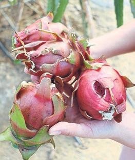 Ejder meyvesi hayatını değiştirdi