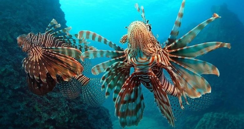 İki tür daha istilaya katıldı! Sayıları hızla artıyor