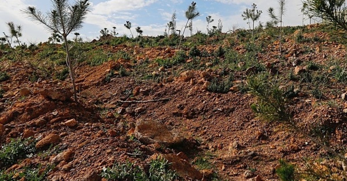 Yanıp kül olmuştu! İzmir Yamanlar'da sevindiren haber