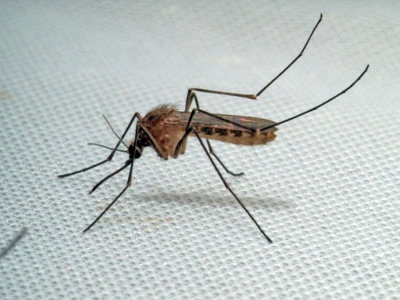 Sivrisinek alarmı! İzmir de dahil 13 il için uyarı