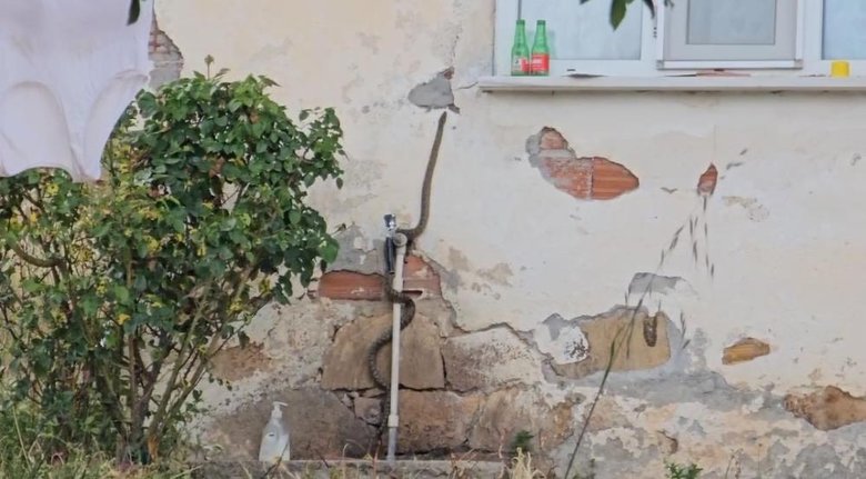Eve girmeye çalışan yılanı son anda yakaladı