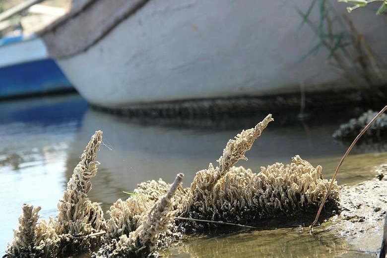Bafa Gölü’nde sular çekildi, istilacılar ortaya çıktı