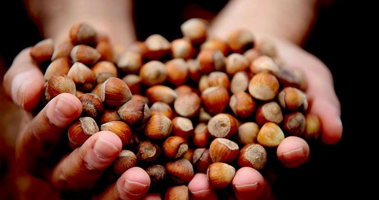 Güncel fındık fiyatları ne kadar oldu? İşte 2019 fındık fiyatları...