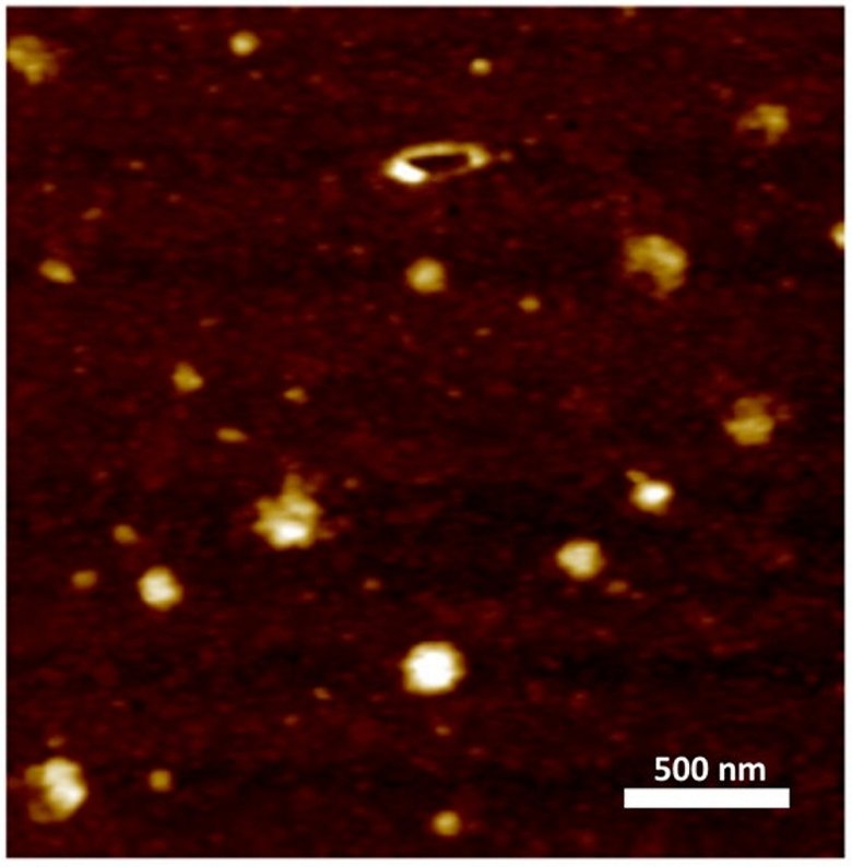 Türk bilim insanları yerli süper mikroskopla Kovid-19’u görüntülemeyi başardı