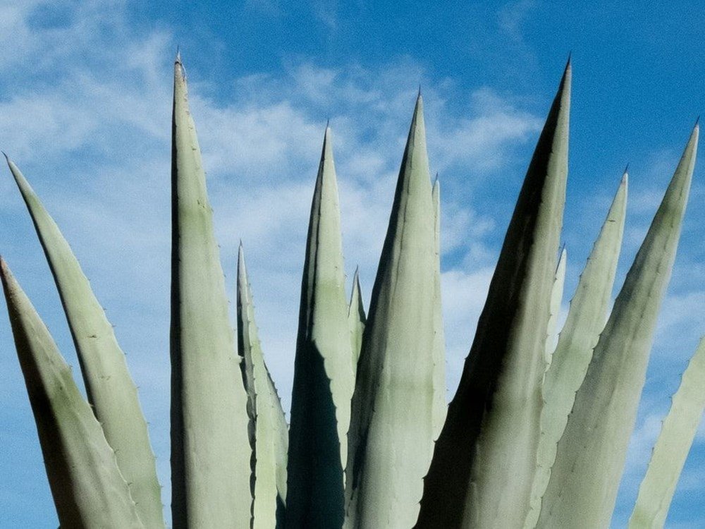 aloe vera zahncreme testbericht BIO-Zahncreme ZAHN-LIEBE 5 in 1 Aloe 100ml- fluoridfrei
