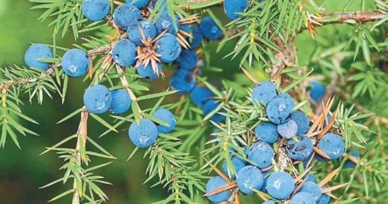 Ardıç meyvesinin faydaları