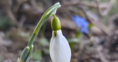 Spil’de bahar bir başka