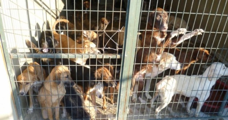 Yüzlerce belediyenin barınak kapasitesi yok