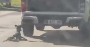 Muğla Milas’ta insanlık dışı görüntüler! Köpeği kamyonete bağladı, sürükledi...