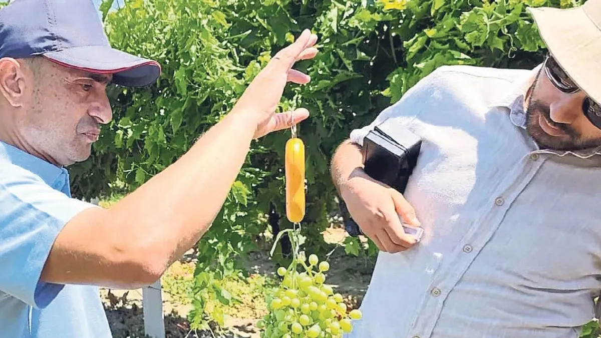 Manisa'da 2026 Yılı Üzüm Rekoltesi Tahmini İçin Bilimsel Çalışmalar Başladı