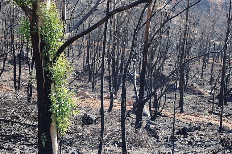 İzmir’de yangın sonrası doğa yeniden canlanıyor