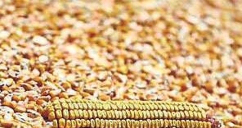 Mısır alım fiyatı ton başına 6 bin lira