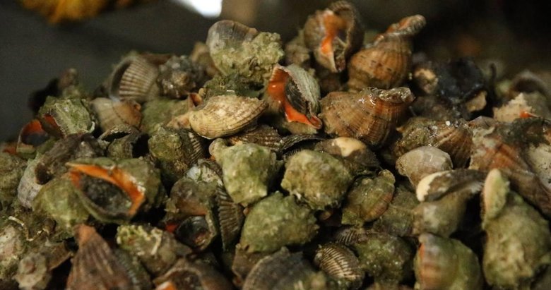 Deniz salyangozundan 14,4 milyon dolar gelir sağlandı