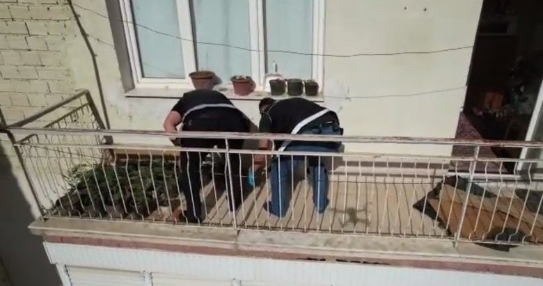 İzmir’de evinin balkonunda saksıda kenevir yetiştiren kişi yakalandı