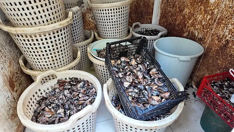 vatandasi-zehirleyeceklerdi-gazete-kagidiyla-pisirilen-200-kilo-bozuk-midye-imha-edildi-1786020635965.jpeg