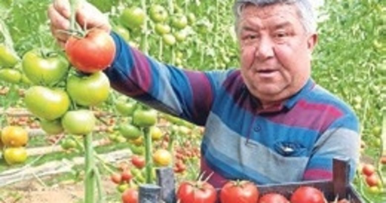 Tescilli Eynal domatesi pazarlarda ilgi görüyor