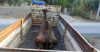 Bayram geldi, Afyon’da ekmek kadayıfına ilgi arttı