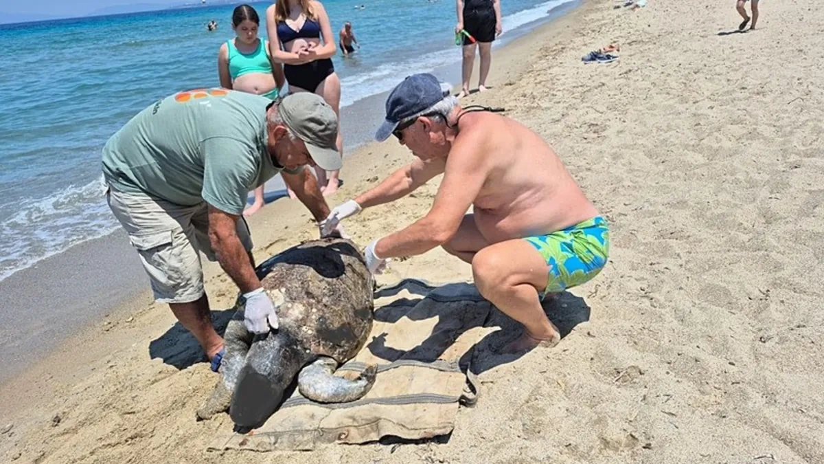 Aydın'ın Kuşadası Sahilleri'nde 3 Yetişkin Caretta Caretta Ölü Bulundu: Ölüm Nedenleri Araştırılıyor
