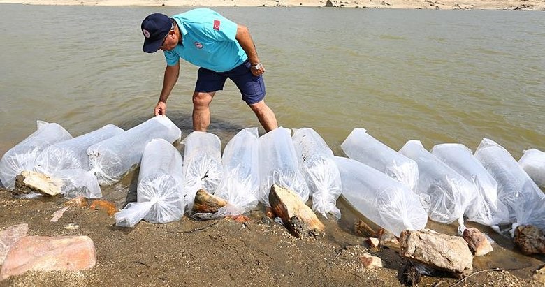 Muğla’da 370 bin sazan yavrusu sulara bırakıldı