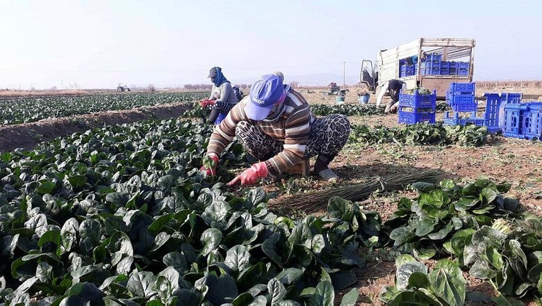İzmir’de ıspanak hasadı sürüyor! Ispanak fiyatları geçtiğimiz yıla göre daha ucuz