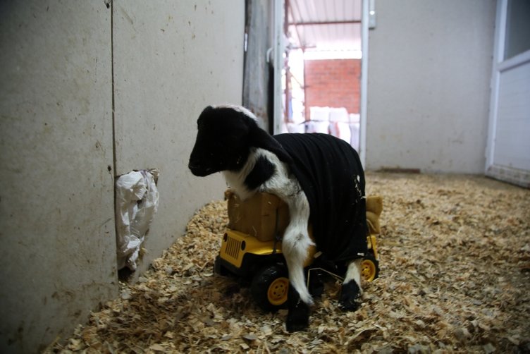 Manisalı besiciden ilginç yöntem! Kuzusu anne sütü alabilsin diye...