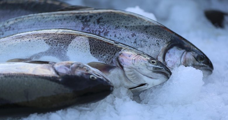 Türk somonu 45 ülkede alıcı buldu