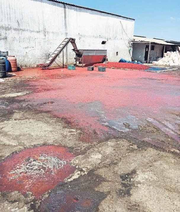 Hayvan damına salça baskını