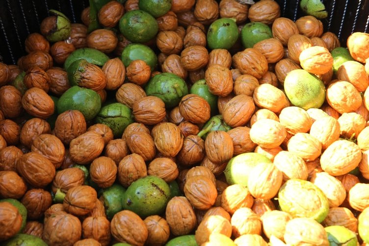 Cevizin faydaları nelerdir? Neye iyi gelir?