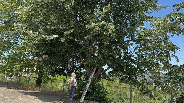 Kilosu 3 bin liraya kadar çıkıyor! Toplaması çok dikkat istiyor | Ihlamur hasadı başladı