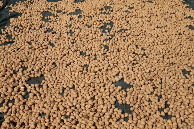 Cevizin faydaları nelerdir? Neye iyi gelir?